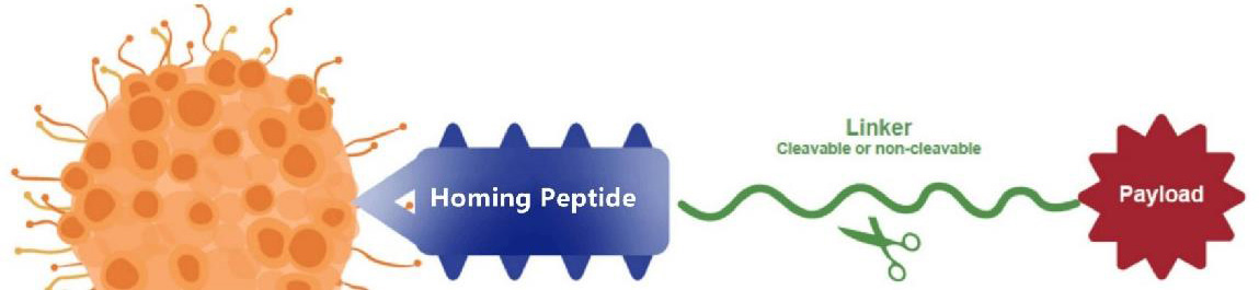 Fig 1. The structure of peptide-drug conjugates (PDCs).