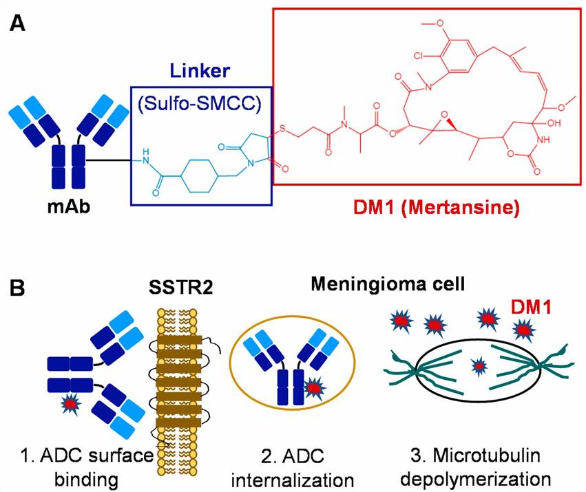 ADC-based targeted therapy for meningiomas.