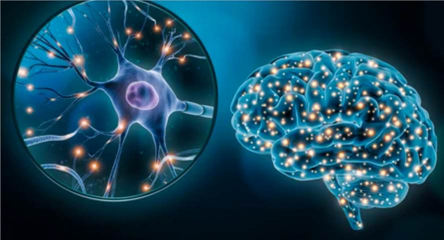 Acute Delayed Neurotoxicity Test