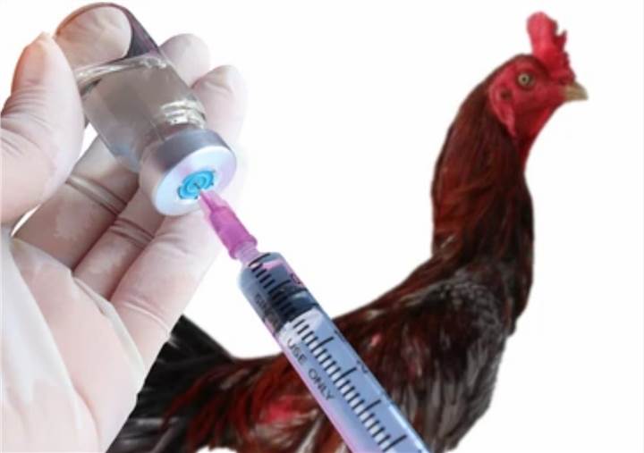 Acute Delayed Neurotoxicity Test Animals