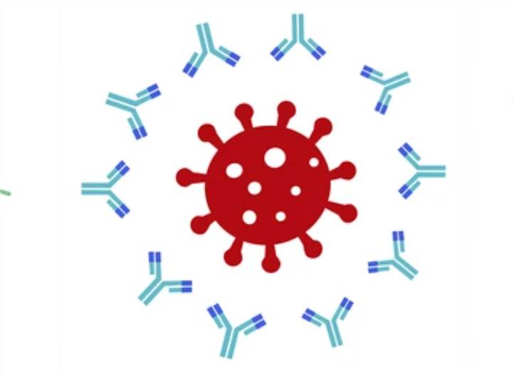Antibody Design and Modification
