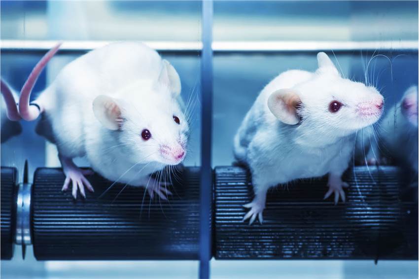 Antibody Humanization Service