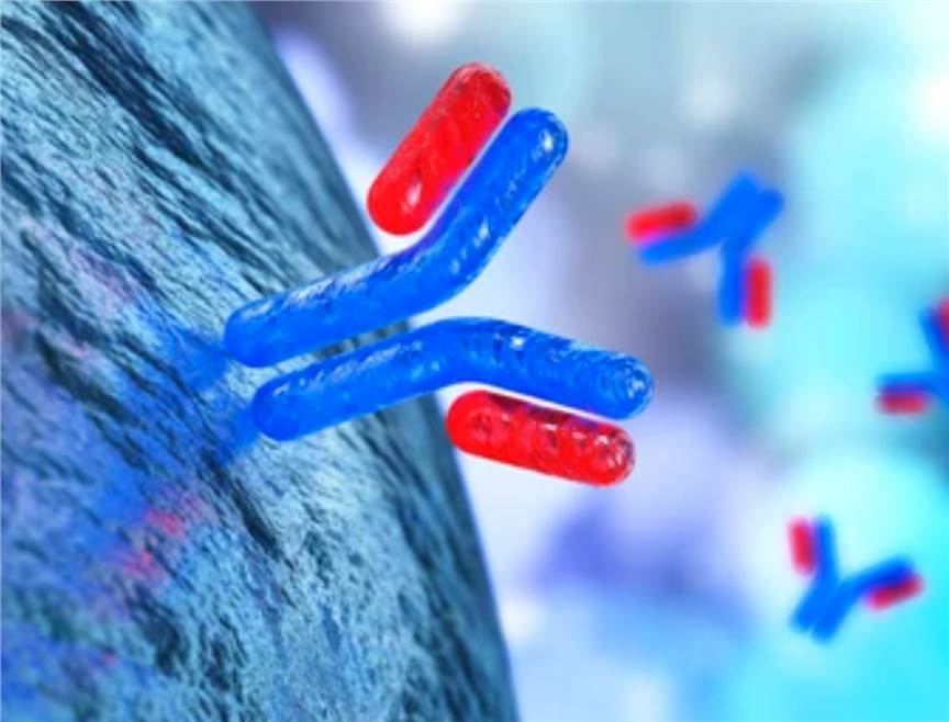 Antibody Immunogenicity Analysis and Removal Service