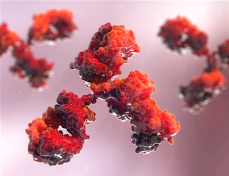 Antibody In Vitro Evaluation Service
