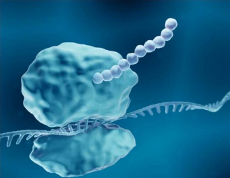 Antibody PTM Analysis