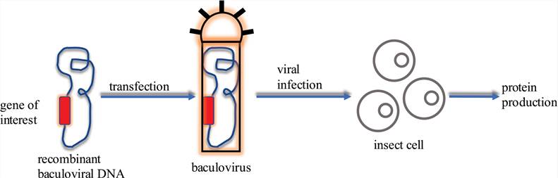A baculovirus expression vector system for recombinant protein production.