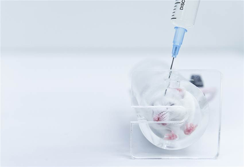 Carcinogenicity Testing Service