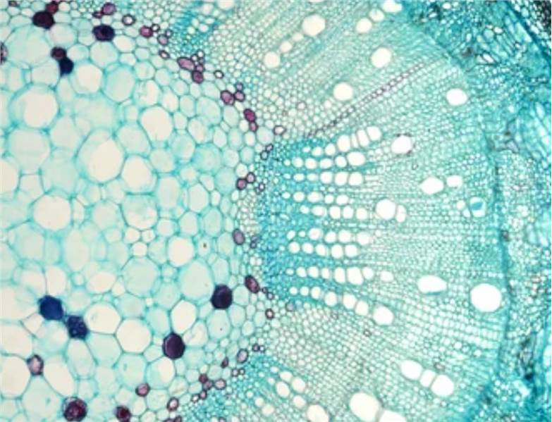 Cell Biology Service