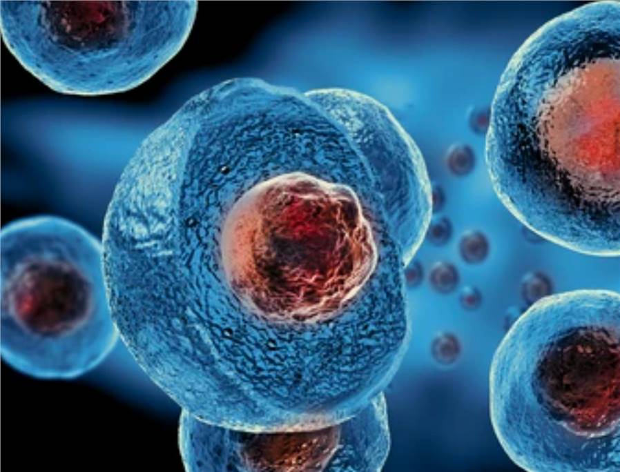 Cell Line and Model Identification Service