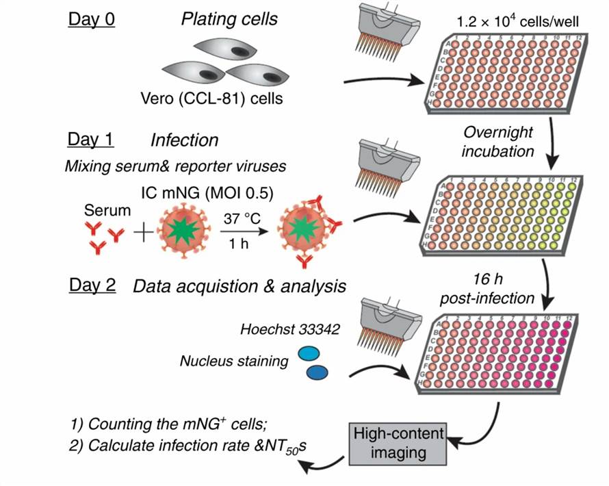 Analytical flow diagram of a high-throughput neutralizing antibody assay for COVID-19 diagnosis.