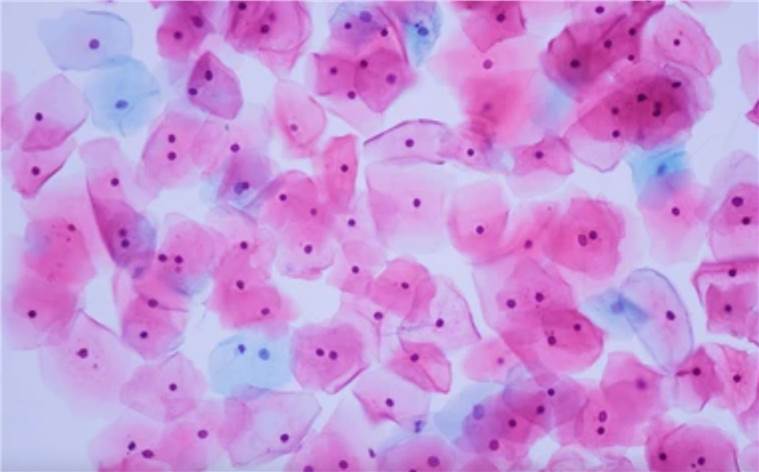 Cellular Immunotherapy Research Platform