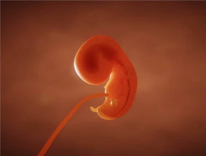 Developmental and Reproductive Toxicology Service