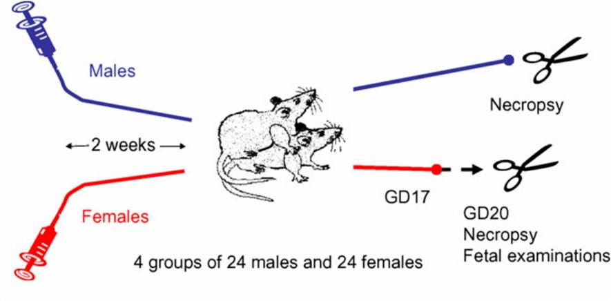 Combined fertility and embryotoxicity study design.
