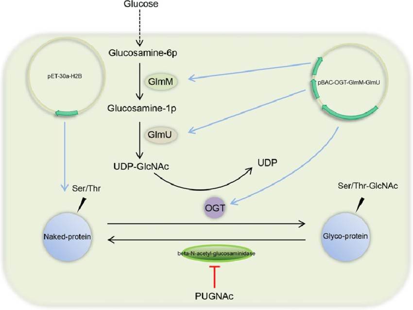 Schematic representation of the E. coli expression system for producing highly O-GlcNAcylated proteins.