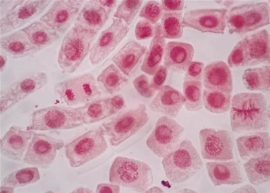Flow Cytometry Service