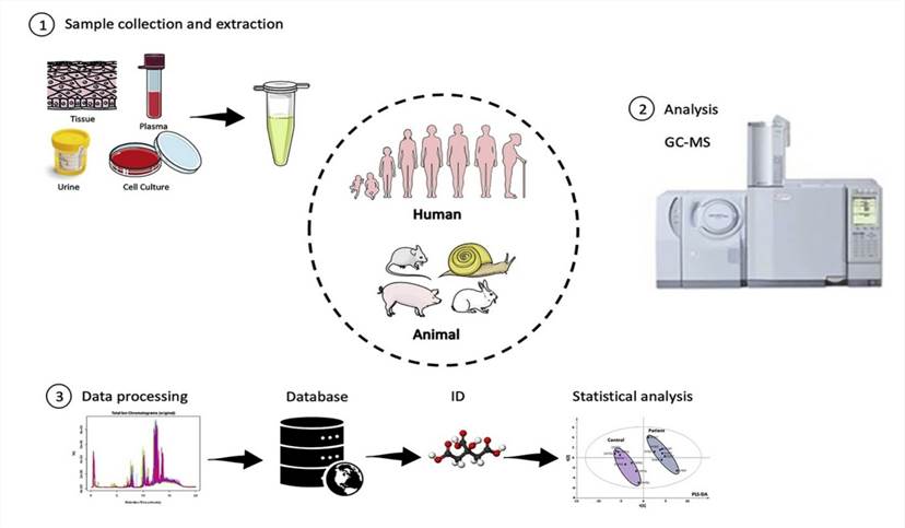 Untargeted metabolomics analysis using GC-MS.
