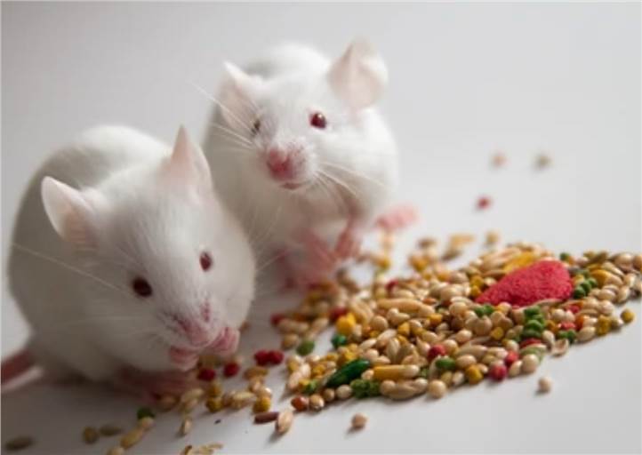 Bioequivalence Testing