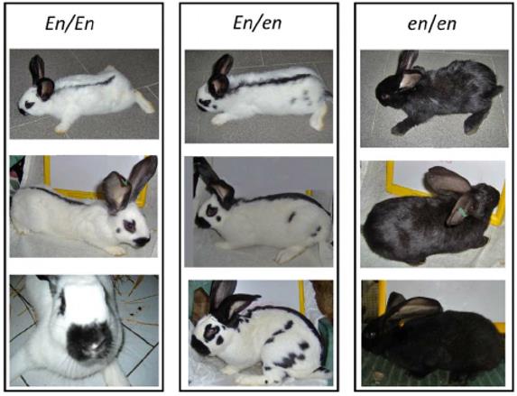 Rabbits with En/En, En/en and en/en genotypes at the English spotting locus.
