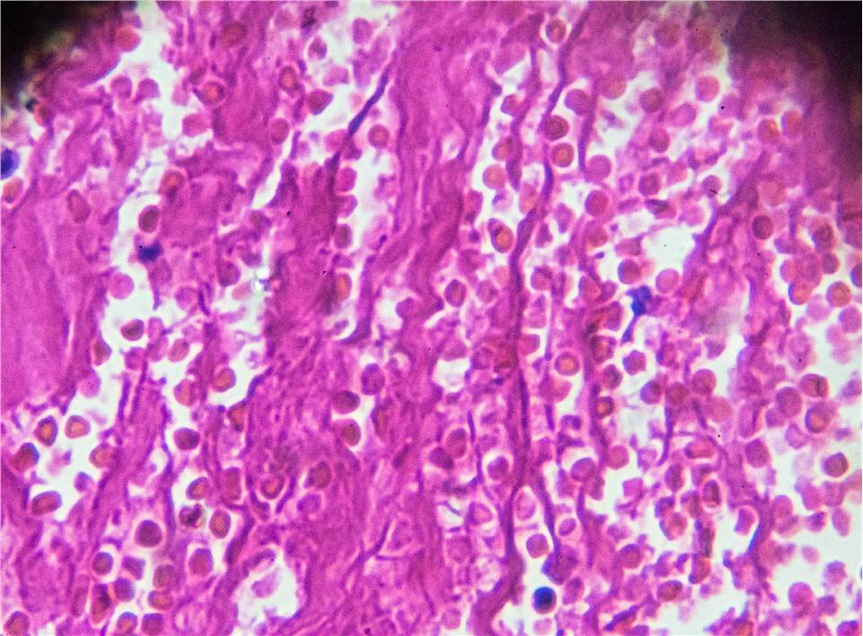 Histology and Digital Pathology Service