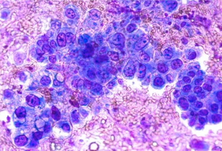Histopathology Testing Service