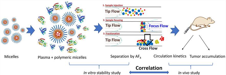 In vitro stability studies and pharmacokinetic studies of poly-based micelles loaded with photosensitizers.