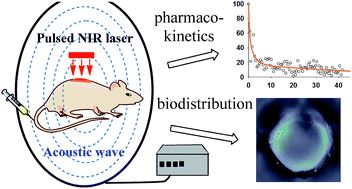 Real-time observation of star-shaped gold nanoparticles (AuNSs) in blood vessels, liver, spleen and kidney using multispectral photoacoustic tomography (MSOT).