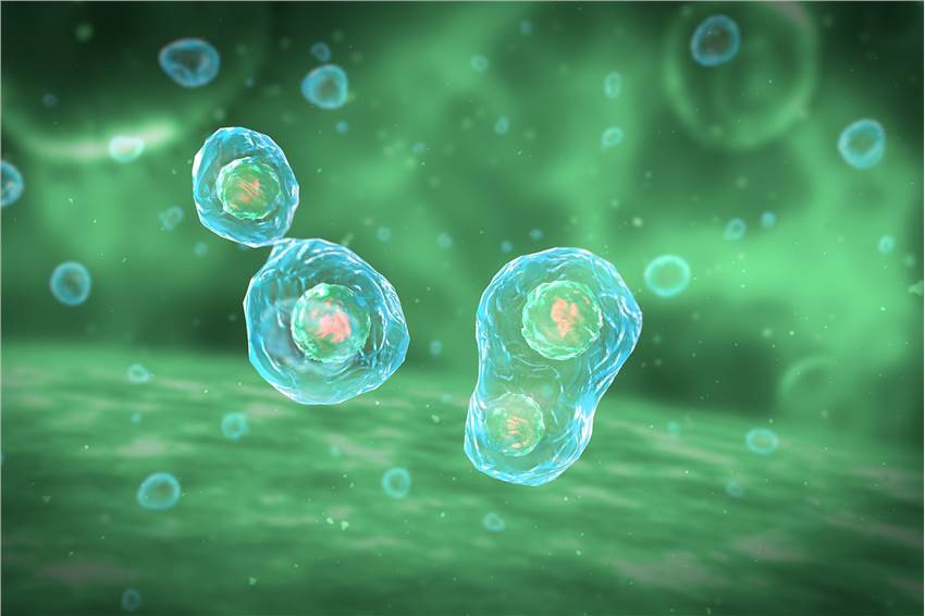 In vitro Mammalian Cell Chromosome Aberration Test