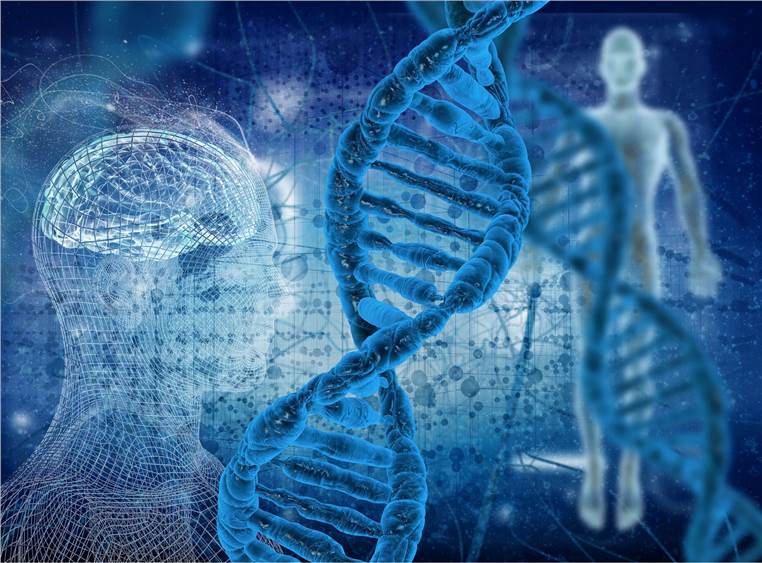 In vitro Chromosome Aberration Test