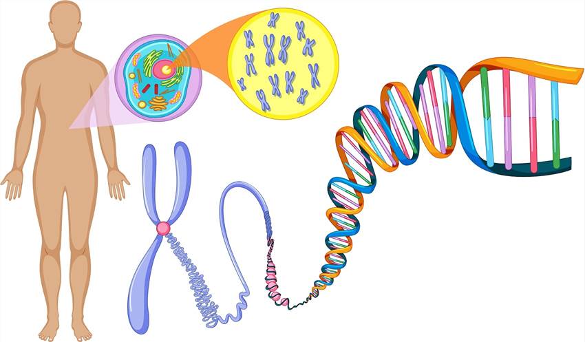 In vitro Mammalian Cell Gene Mutation Test