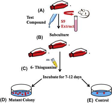 In vitro mammalian cell gene mutation tests using the Hprt and xprt genes.