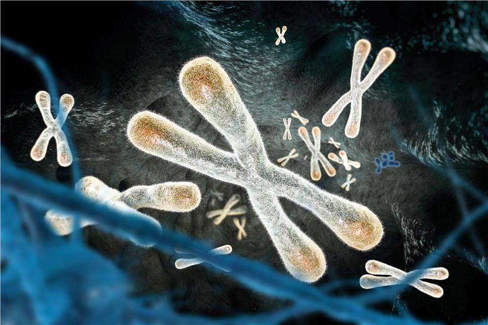 In vivo Mammalian Bone Marrow Cell Chromosome Aberration Test