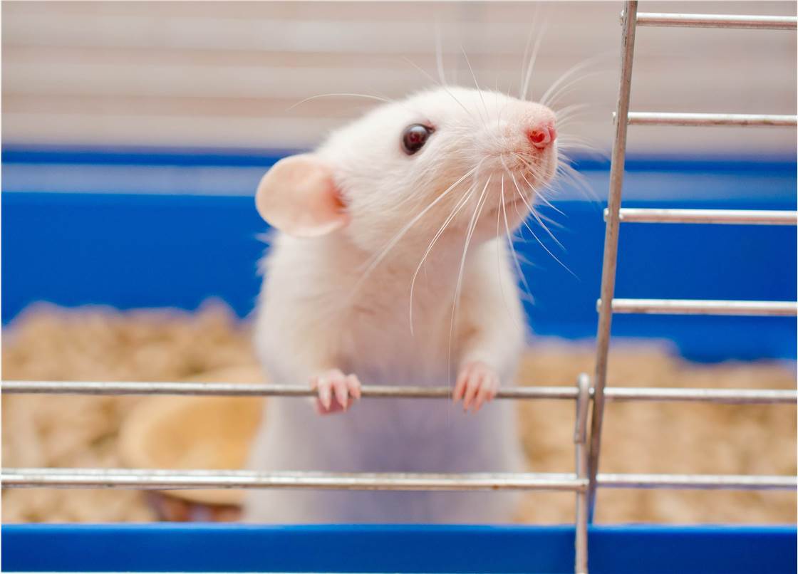 In vivo Mammalian Bone Marrow Cell Chromosome Aberration Test Animals