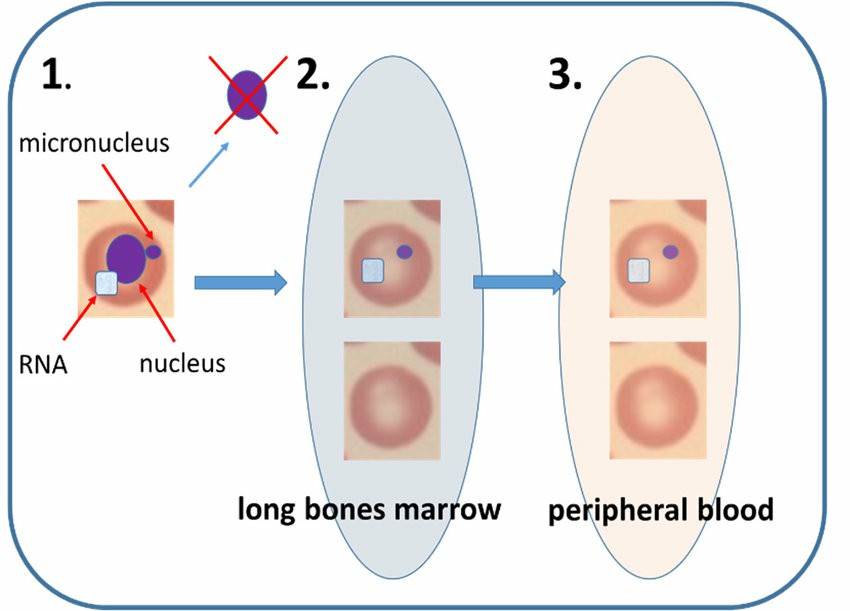 Mammalian erythrocyte micronucleus assay.