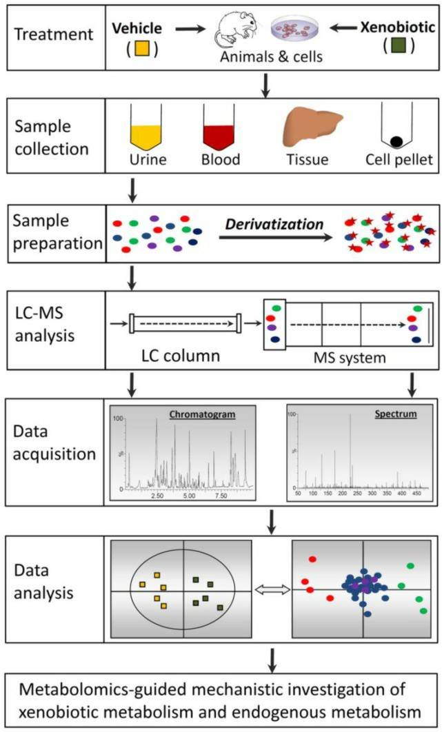 The work flow of untargeted LC-MS-based metabolomics.