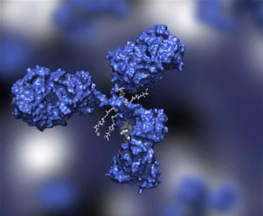 Macromolecular Drug Bioanalysis Service