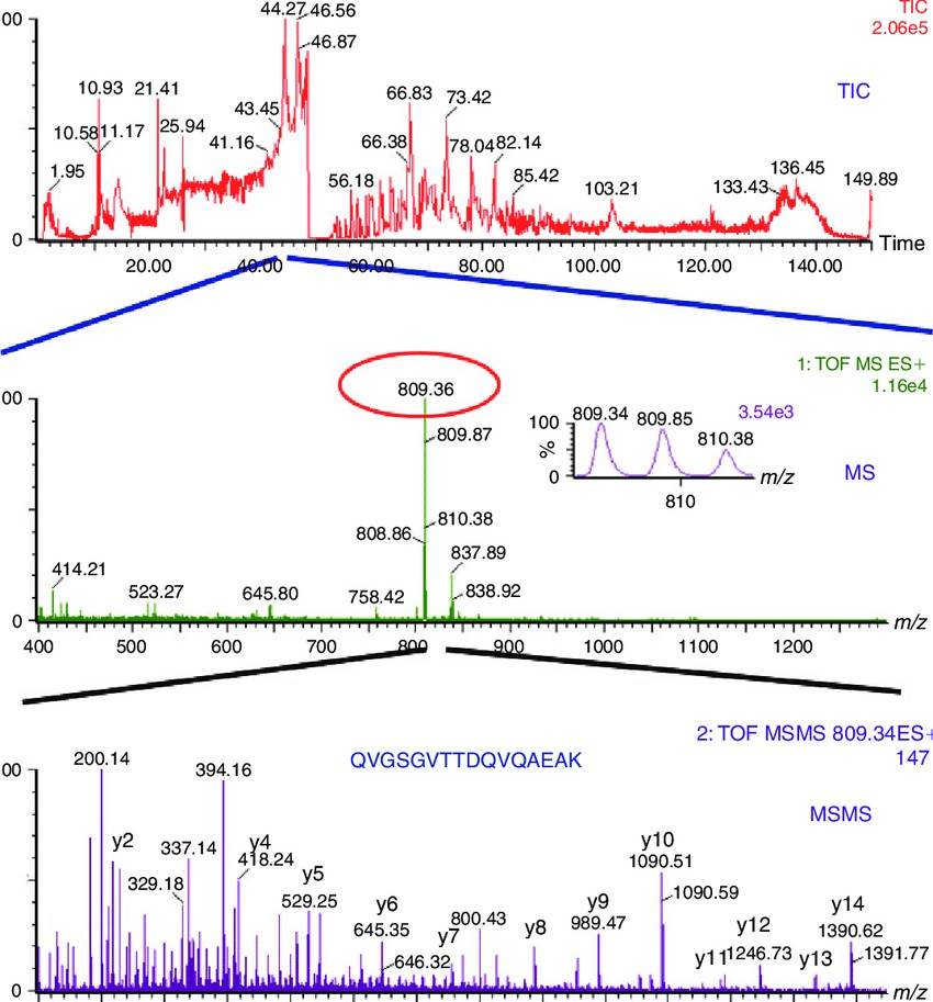 LC-MS/MS analysis of a peptide with a molecular weight of 1616.68 Da.