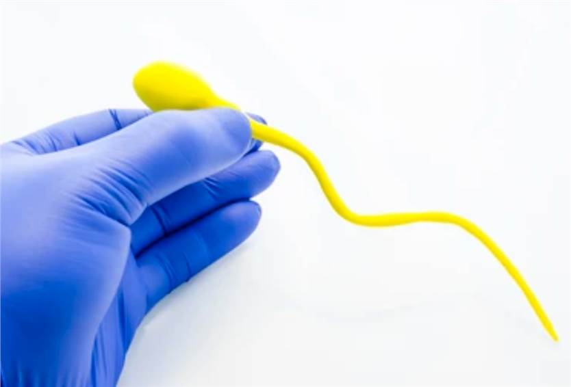 Male reproductive sperm cell.