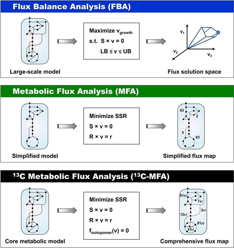 Three main approaches for analyzing metabolic network models and quantifying intracellular metabolic fluxes: flux balance analysis (FBA), metabolic flux analysis (MFA) and 13C metabolic flux analysis (13C-MFA).