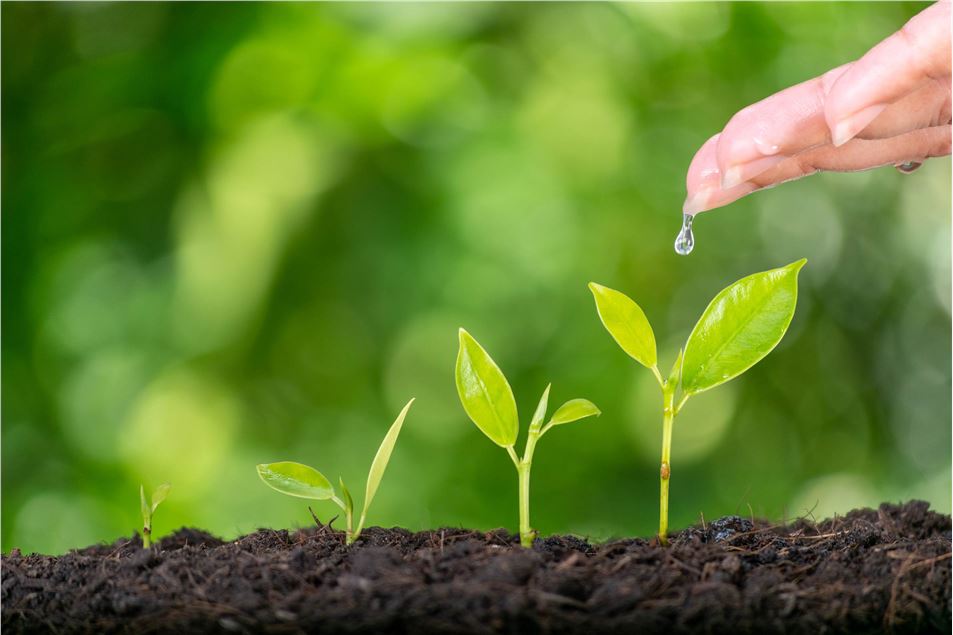 Plant Metabolomics