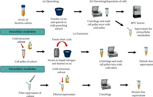 General metabolite sample preparation methods workflow for laboratory scale bacterial metabolomics study.