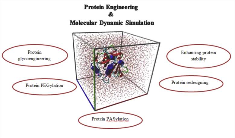 Molecular dynamics simulation for rational protein engineering.
