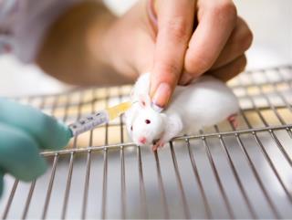 Mouse Genotyping Service