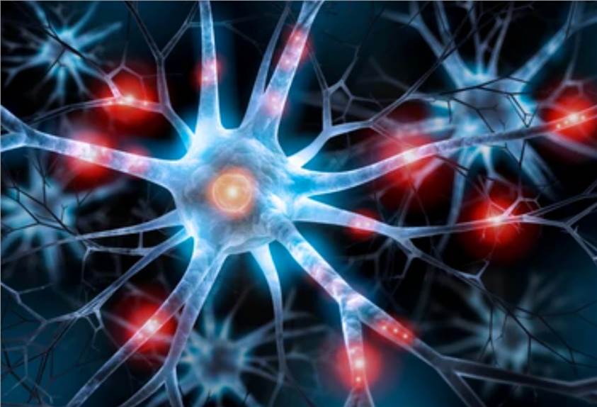 Neurotoxicity Test