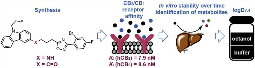 The metabolic stability study of a fluorinated cannabinoid receptor subtype 2 (CB2) ligand.