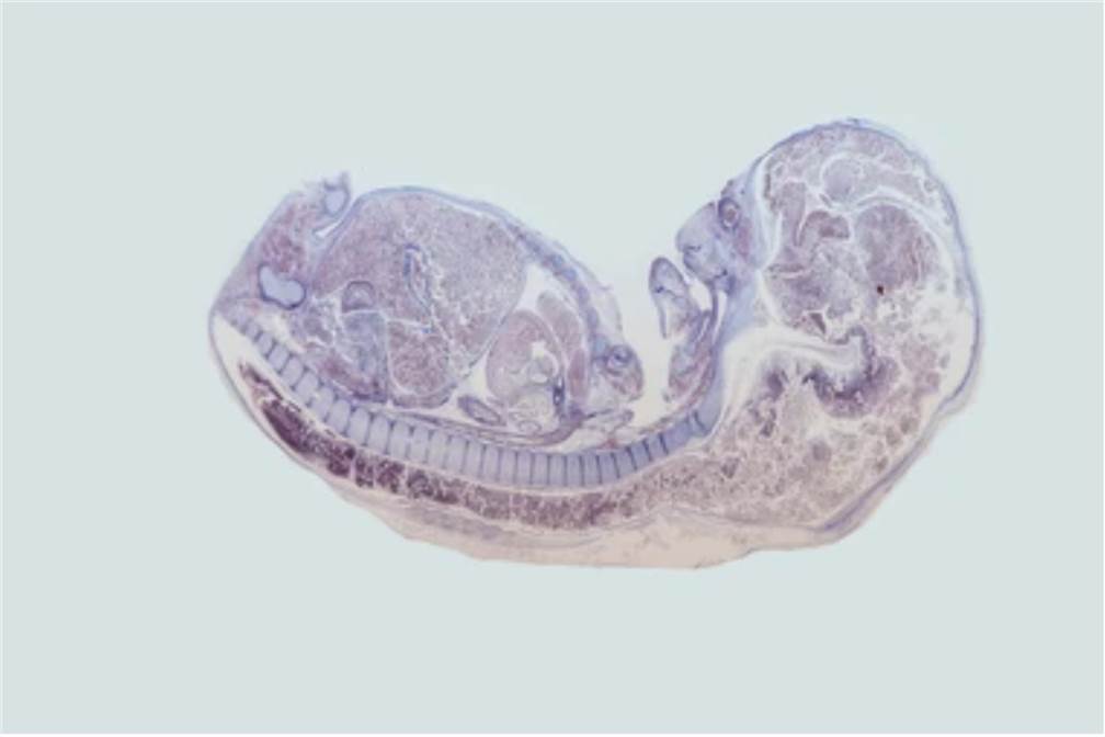 Mouse longitudinal section through the animal.