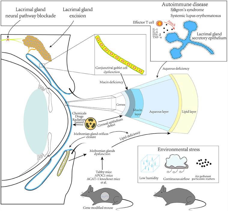 Principles for animal dry eye modeling.