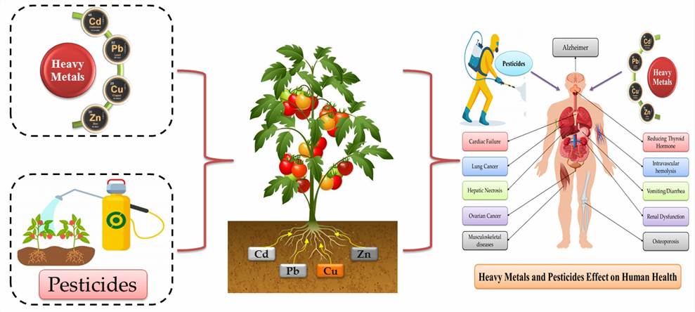 Toxicity studies of heavy metals and pesticides in agricultural soils and plants.