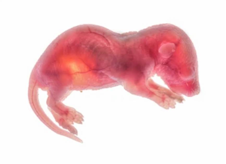 Prenatal Developmental Toxicity Test