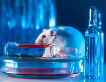 Rat Genotyping Service