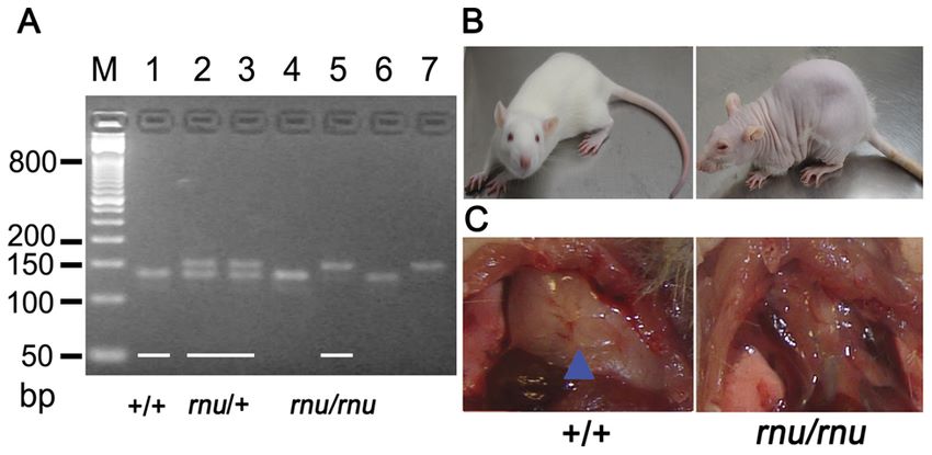 PCR-RFLP assay for genotyping SD-rnu rats.